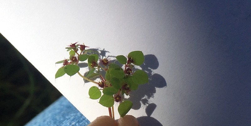 Euphorbia breedlovei photo 5