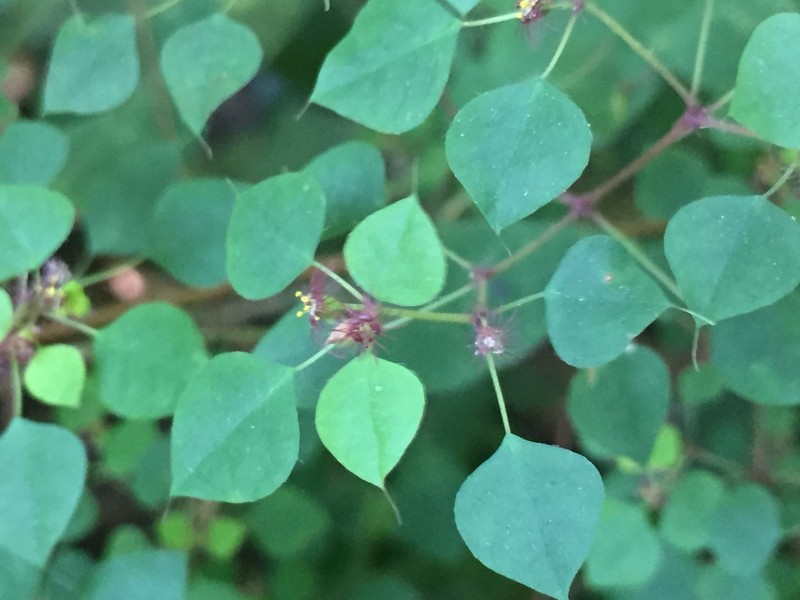 Euphorbia breedlovei photo 7