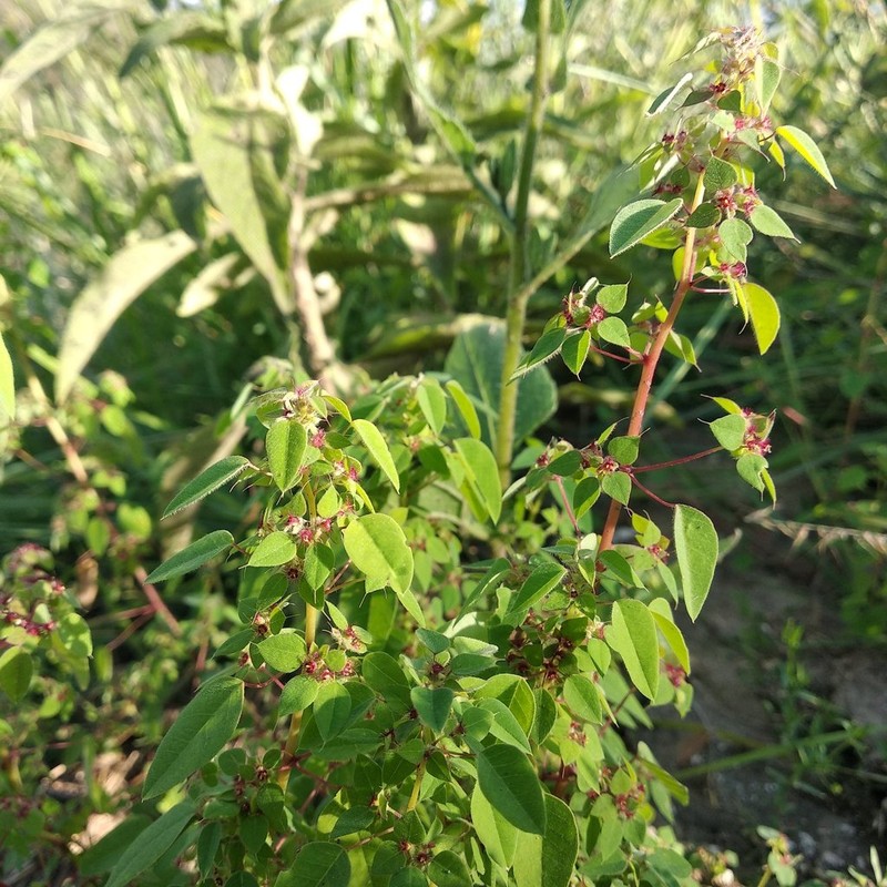 Euphorbia breedlovei photo 8