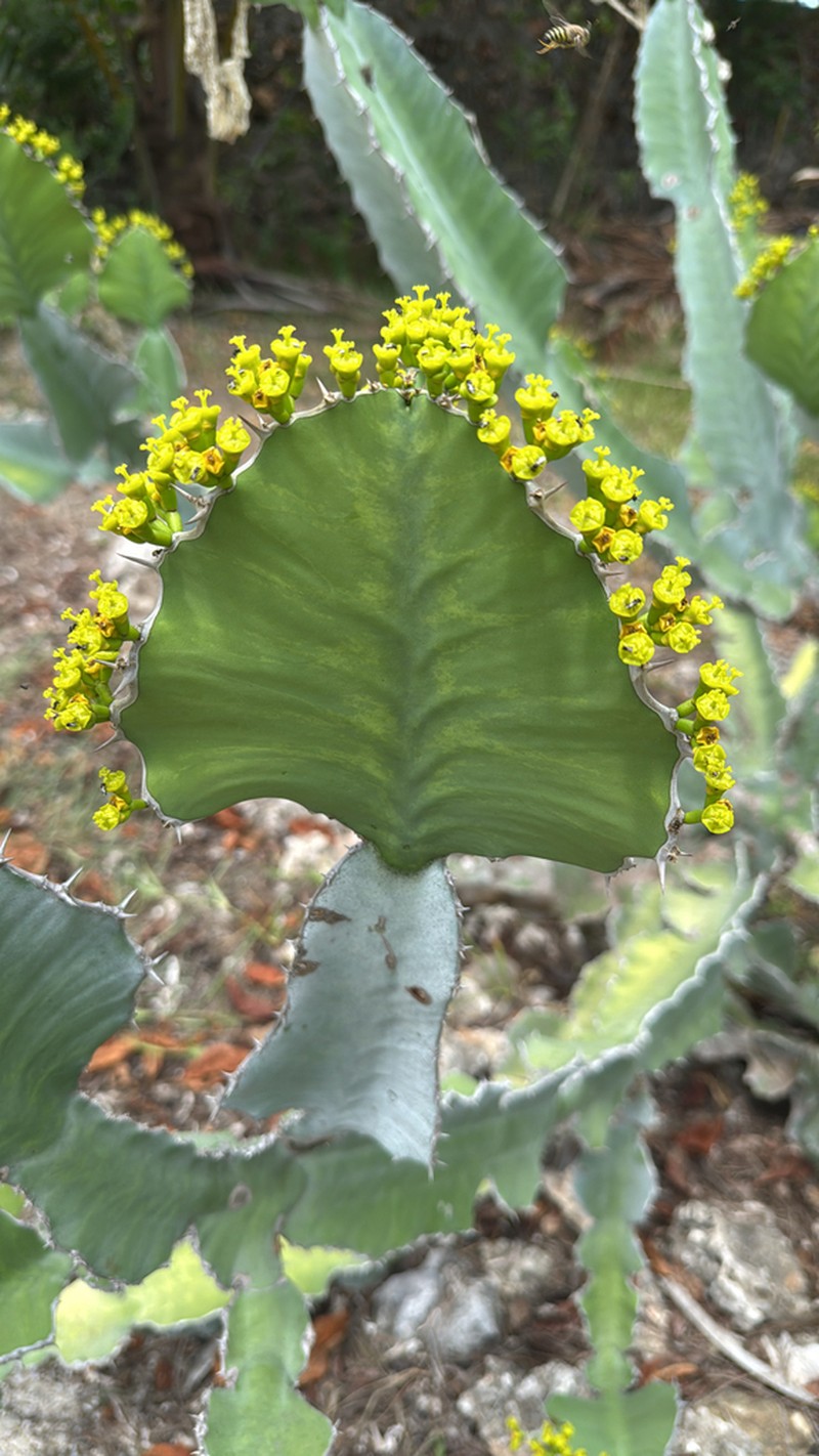 Euphorbia breviarticulata photo 2