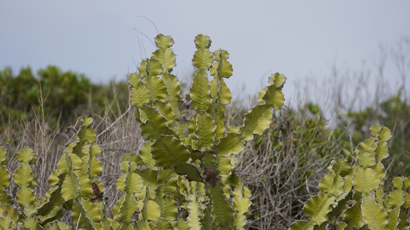 Euphorbia breviarticulata photo 3