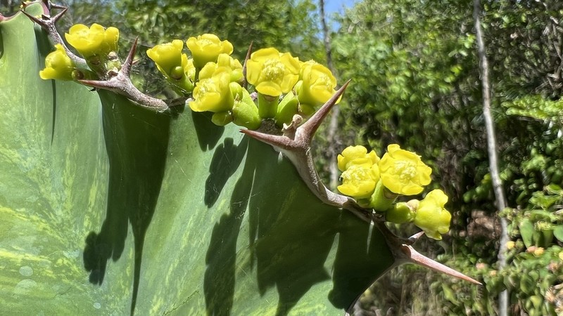 Euphorbia breviarticulata photo 4