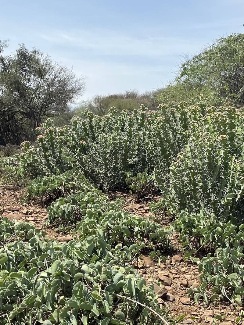 Euphorbia breviarticulata photo 5