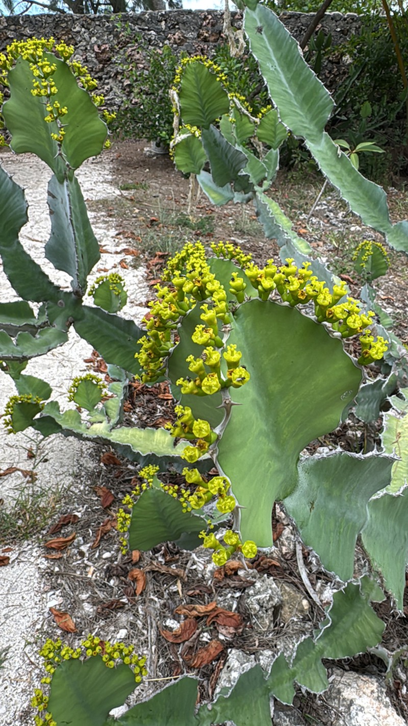 Euphorbia breviarticulata photo 6