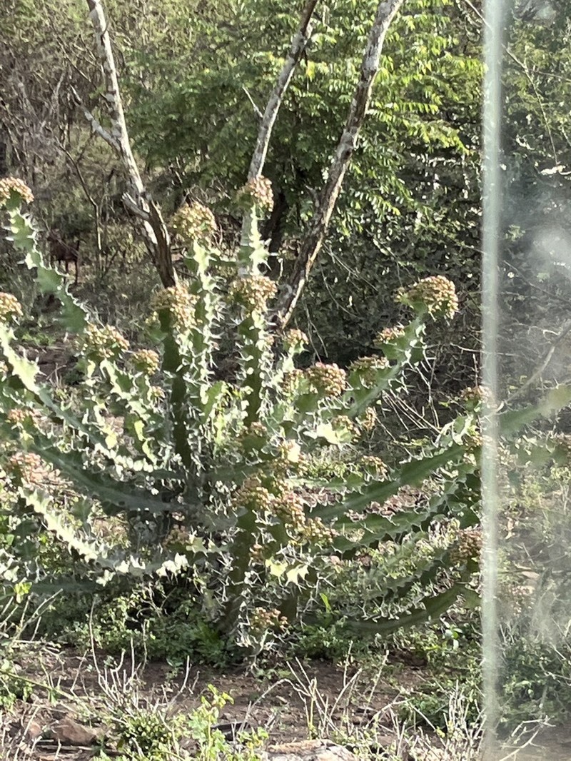 Euphorbia breviarticulata photo 7