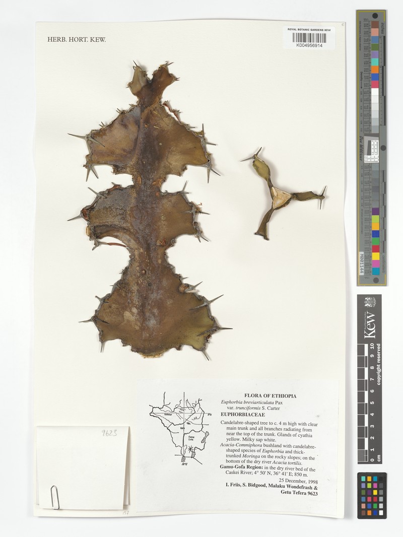 Euphorbia breviarticulata var. breviarticulata photo 3