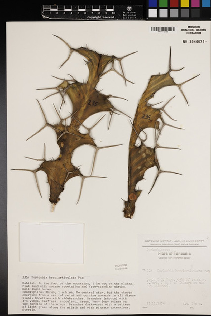Euphorbia breviarticulata var. breviarticulata photo 6