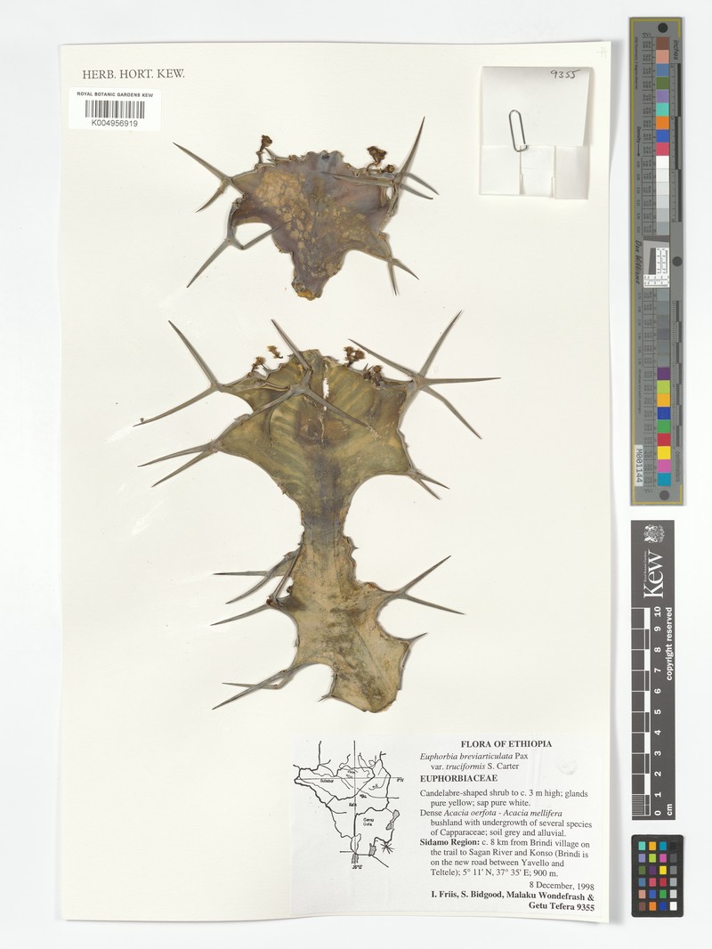 Euphorbia breviarticulata var. trunciformis photo 2