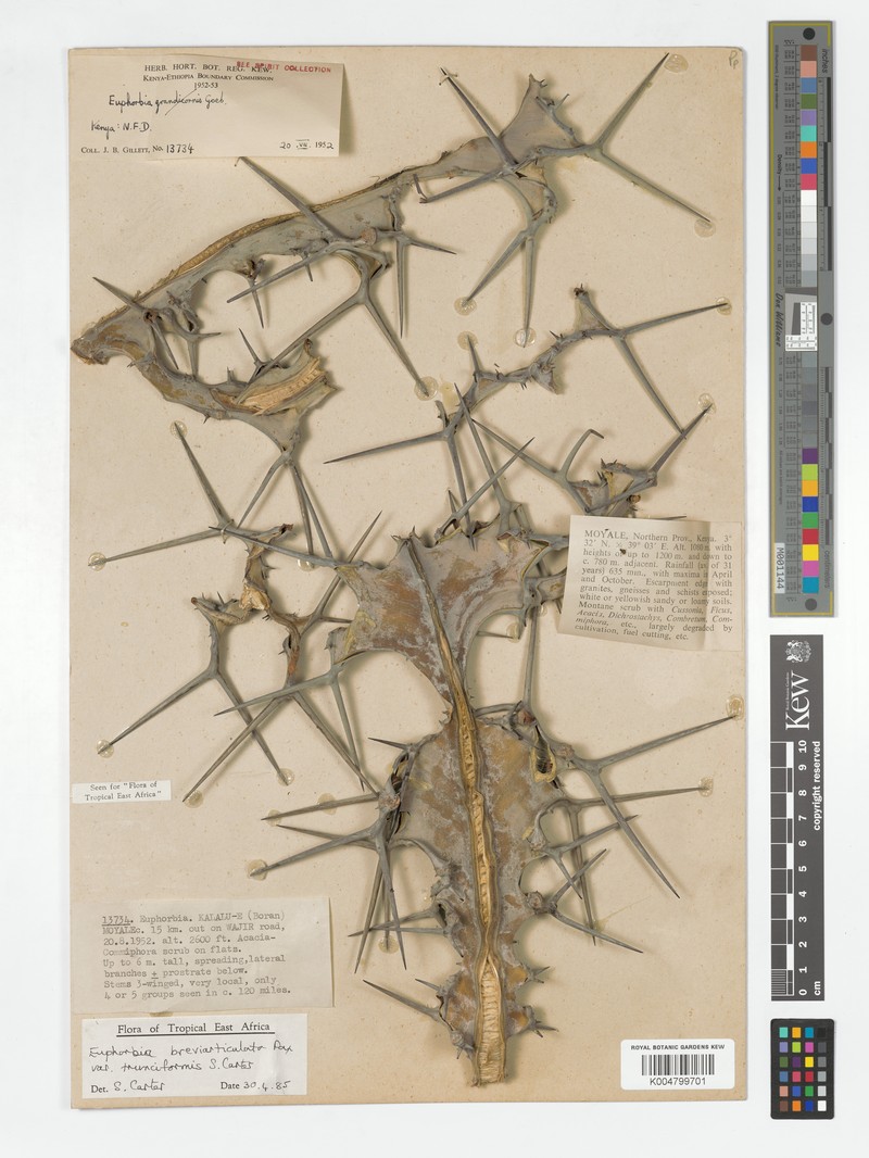 Euphorbia breviarticulata var. trunciformis photo 3