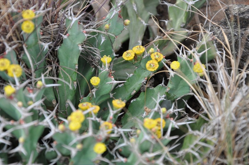 Euphorbia brevitorta photo 2