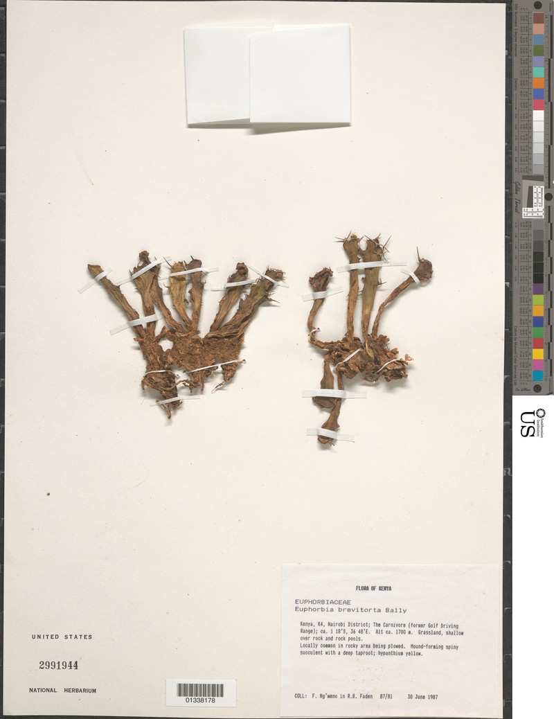 Euphorbia brevitorta photo 3
