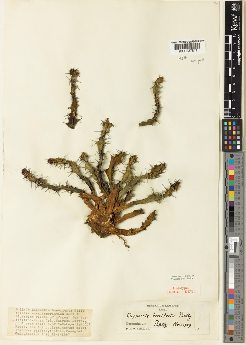 Euphorbia brevitorta photo 5