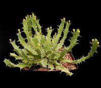 Euphorbia brevitorta