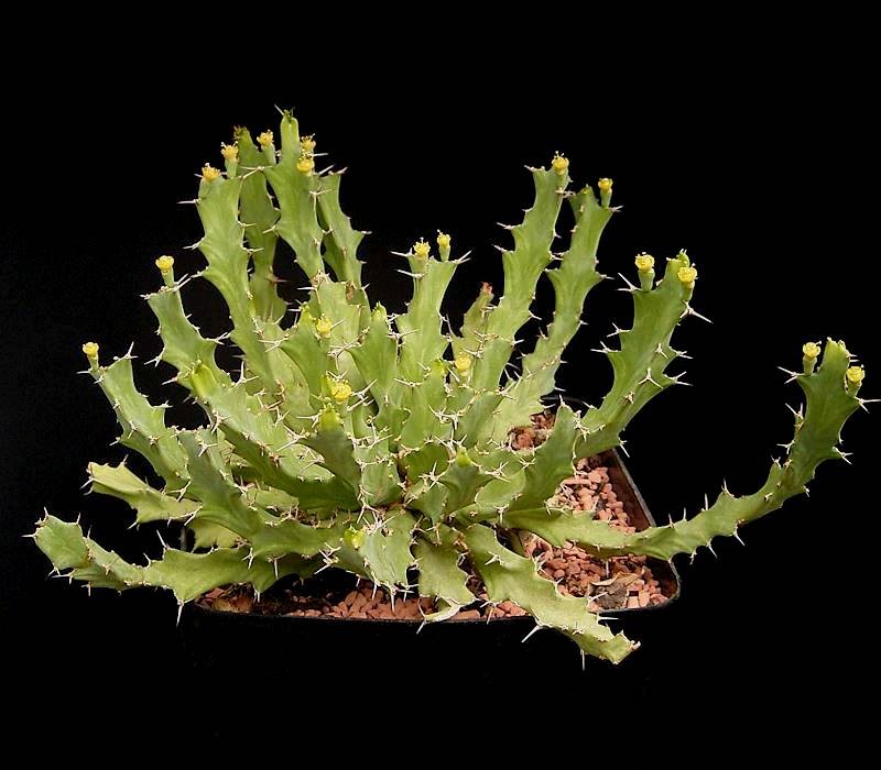 Euphorbia brevitorta