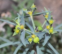 Euphorbia briquetii