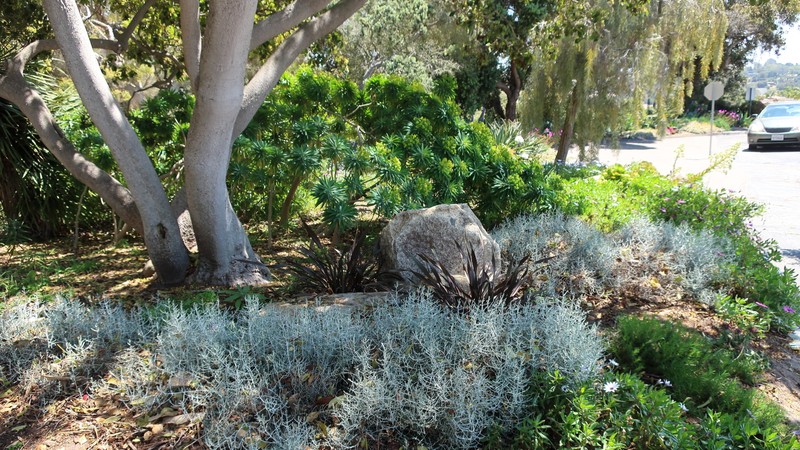 Euphorbia brownii
