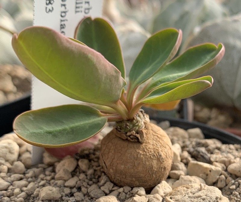 Euphorbia brunellii