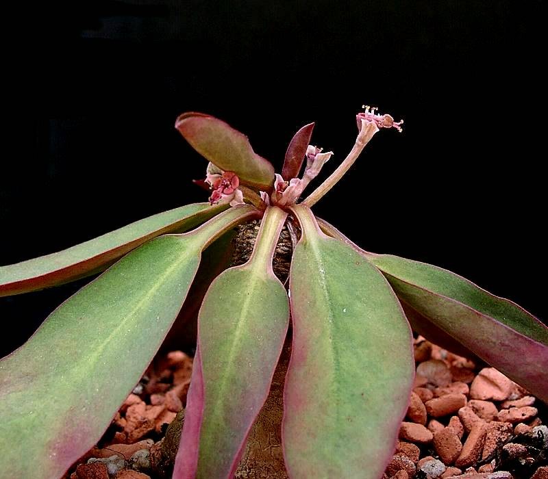 Euphorbia brunellii photo 8