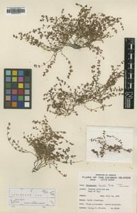 Euphorbia bruntii