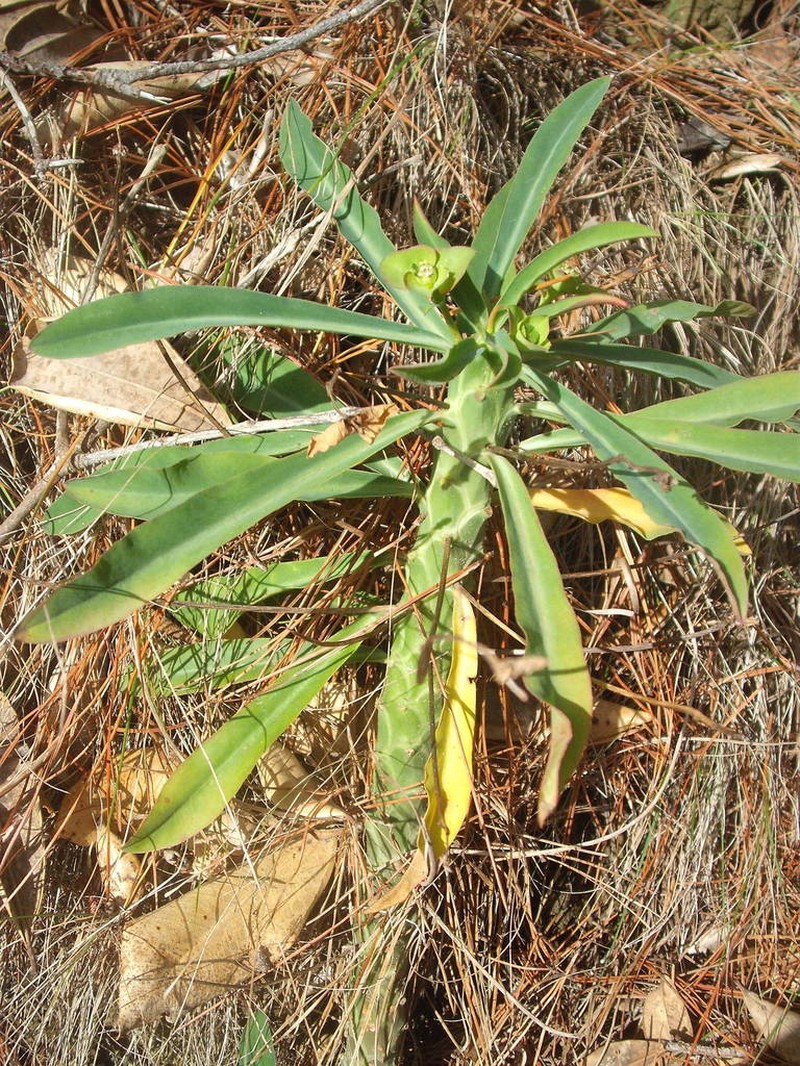 Euphorbia bubalina