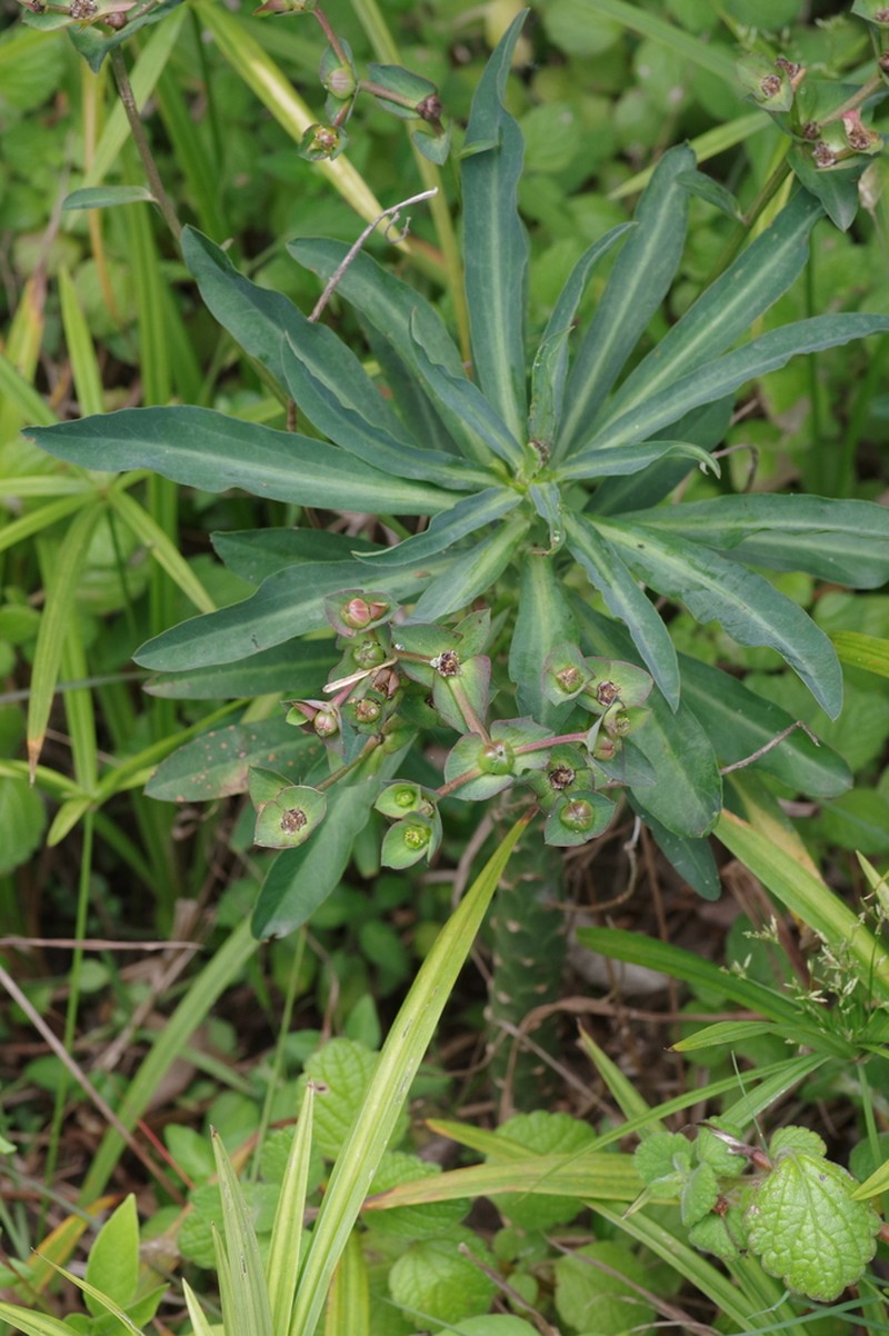Euphorbia bubalina photo 2