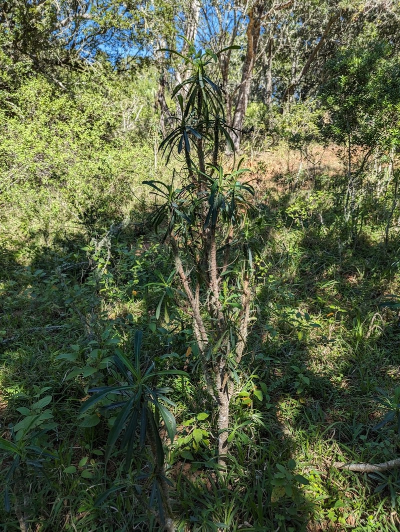 Euphorbia bubalina photo 3