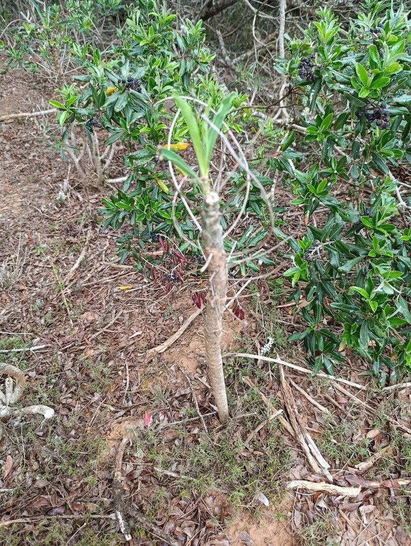Euphorbia bubalina photo 4