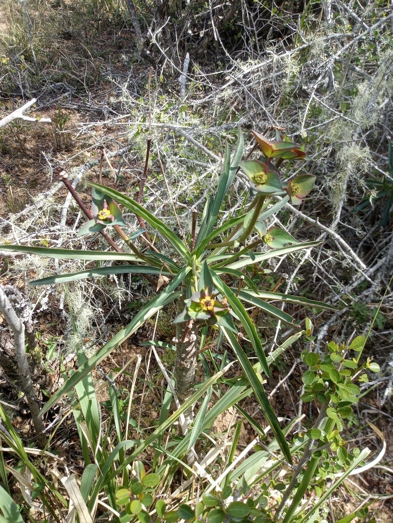 Euphorbia bubalina photo 5