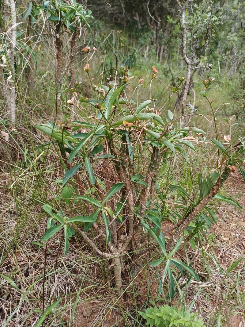 Euphorbia bubalina photo 6