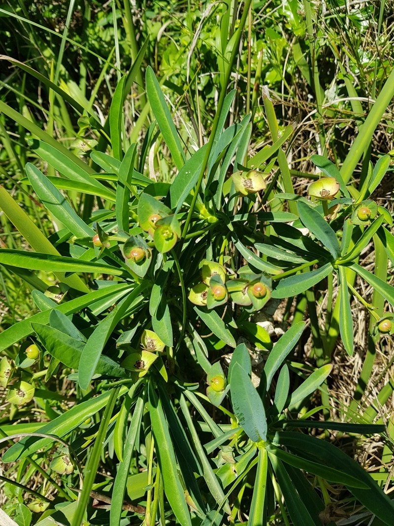 Euphorbia bubalina photo 7