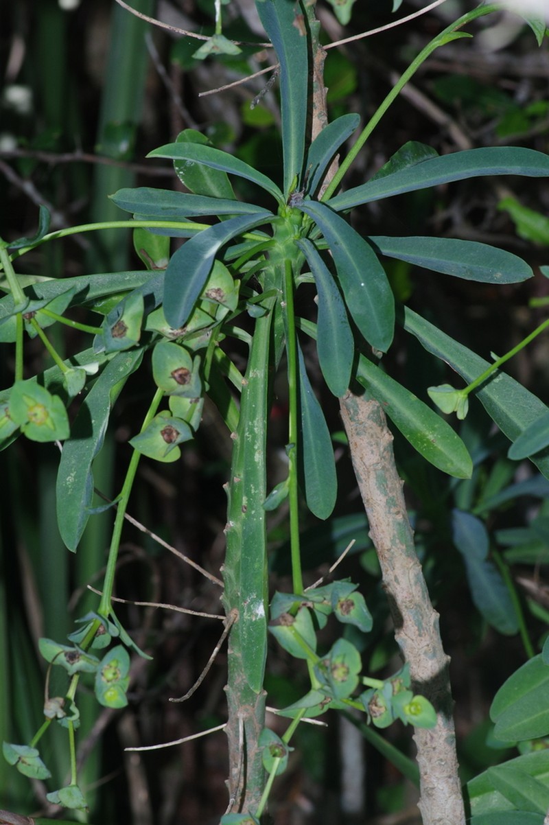 Euphorbia bubalina photo 8