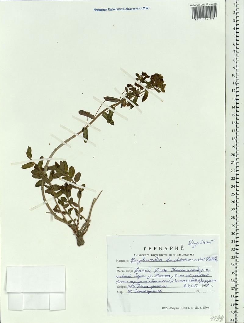 Euphorbia buchtormensis