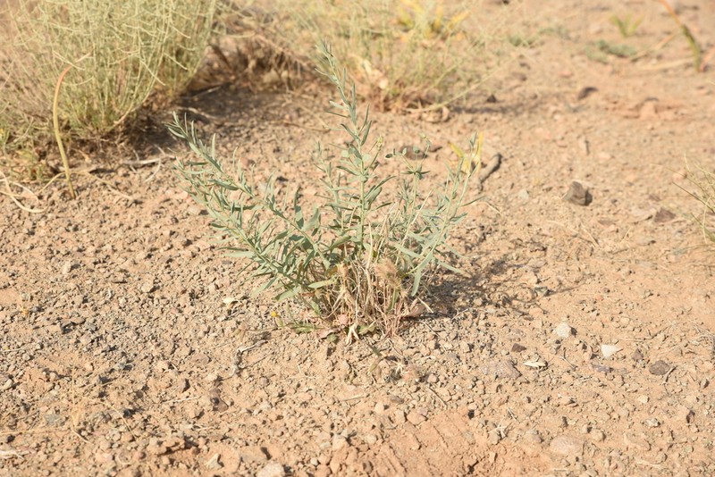 Euphorbia buhsei