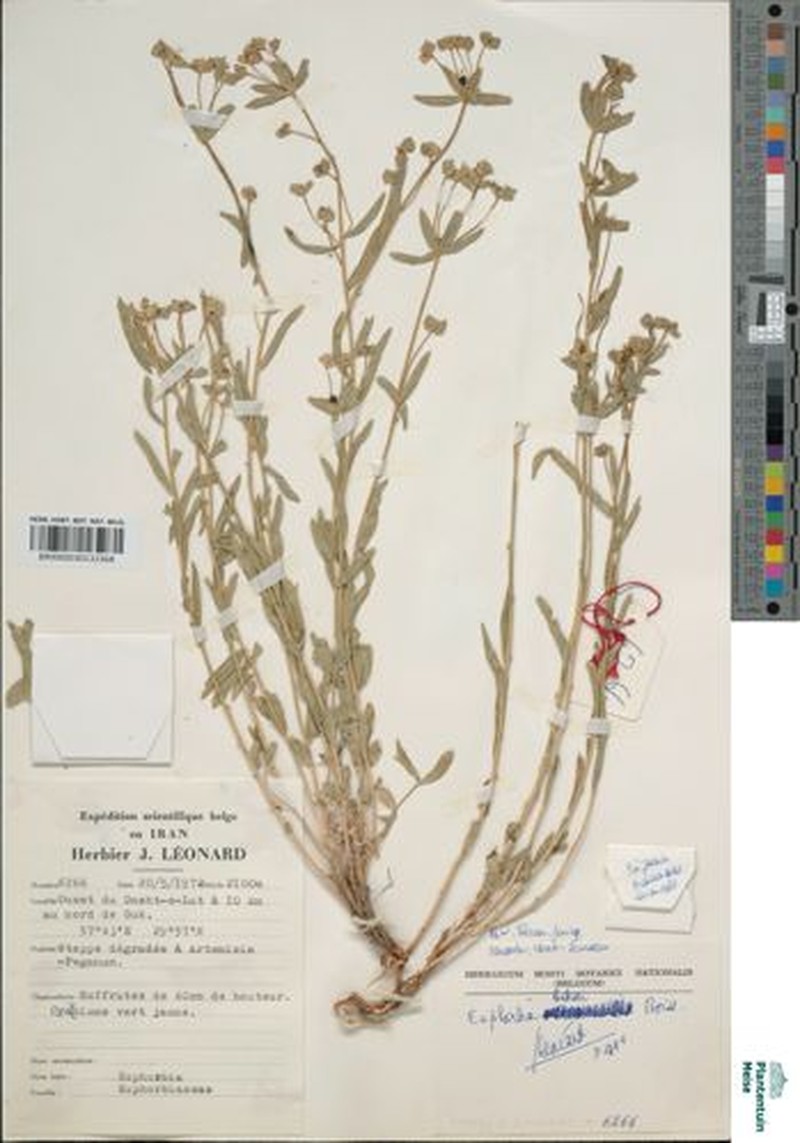 Euphorbia buhsei photo 2