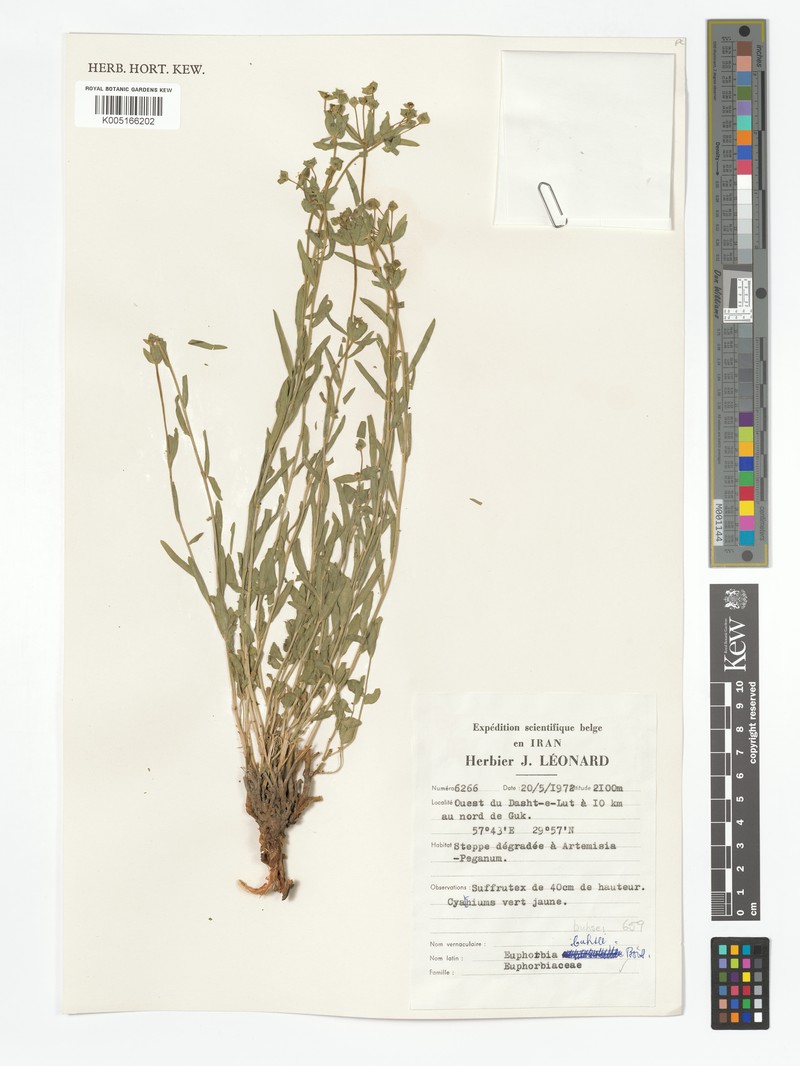 Euphorbia buhsei photo 3