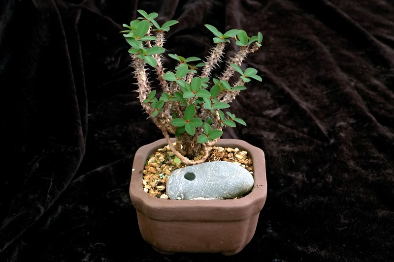 Euphorbia bulbispina
