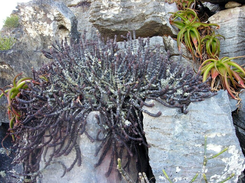 Euphorbia bulbispina photo 4