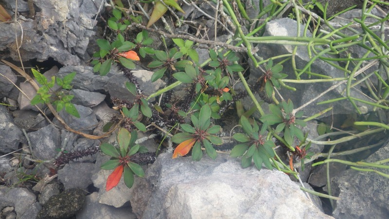 Euphorbia bulbispina photo 6