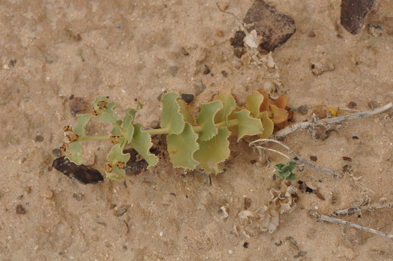 Euphorbia bungei photo 2