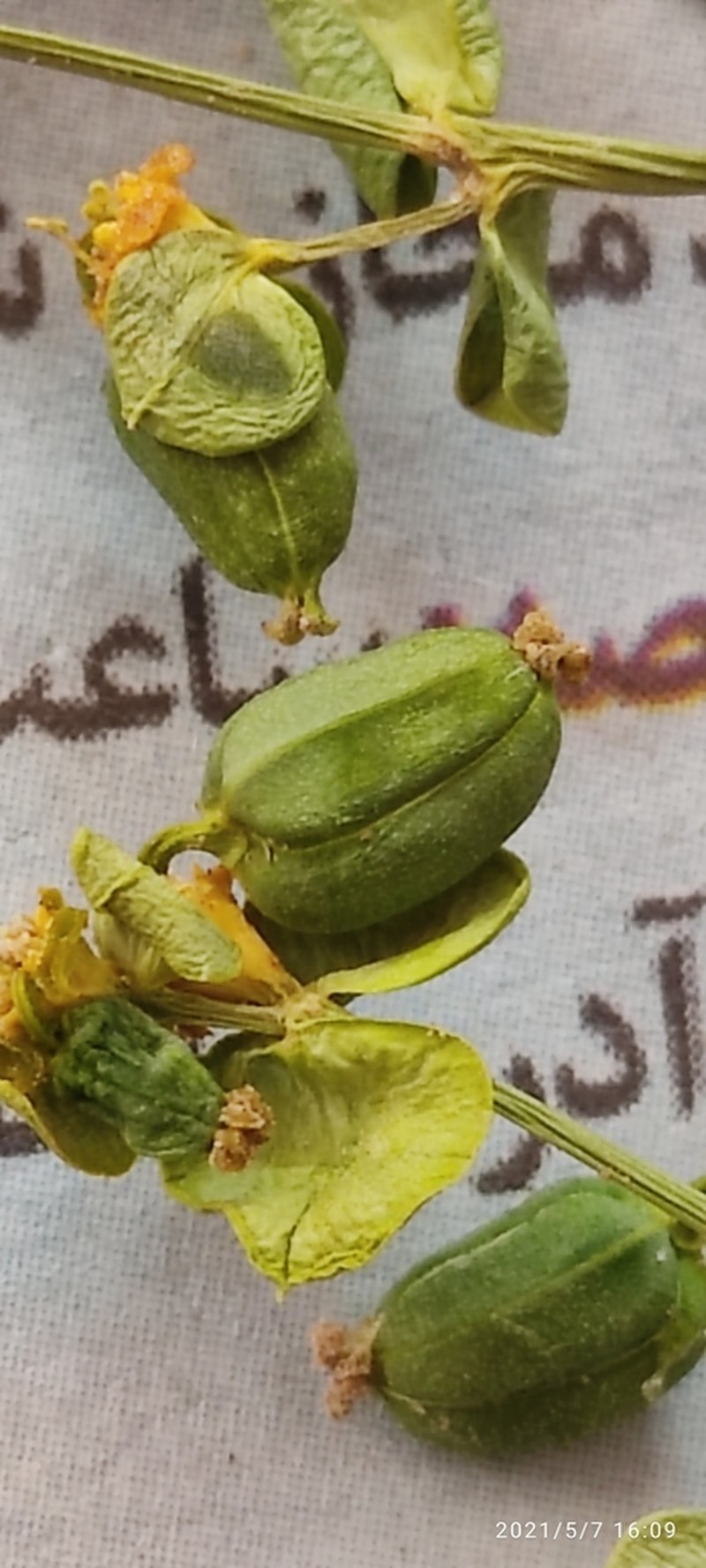 Euphorbia bungei photo 3