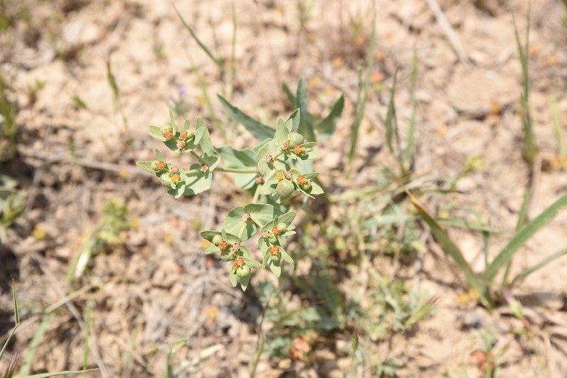 Euphorbia bungei photo 4