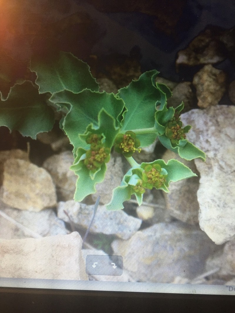Euphorbia bungei photo 5