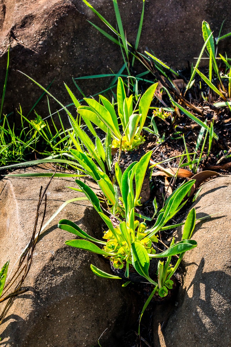 Euphorbia bupleurifolia