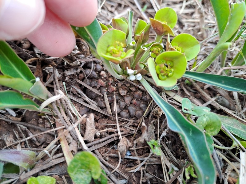 Euphorbia bupleurifolia photo 2