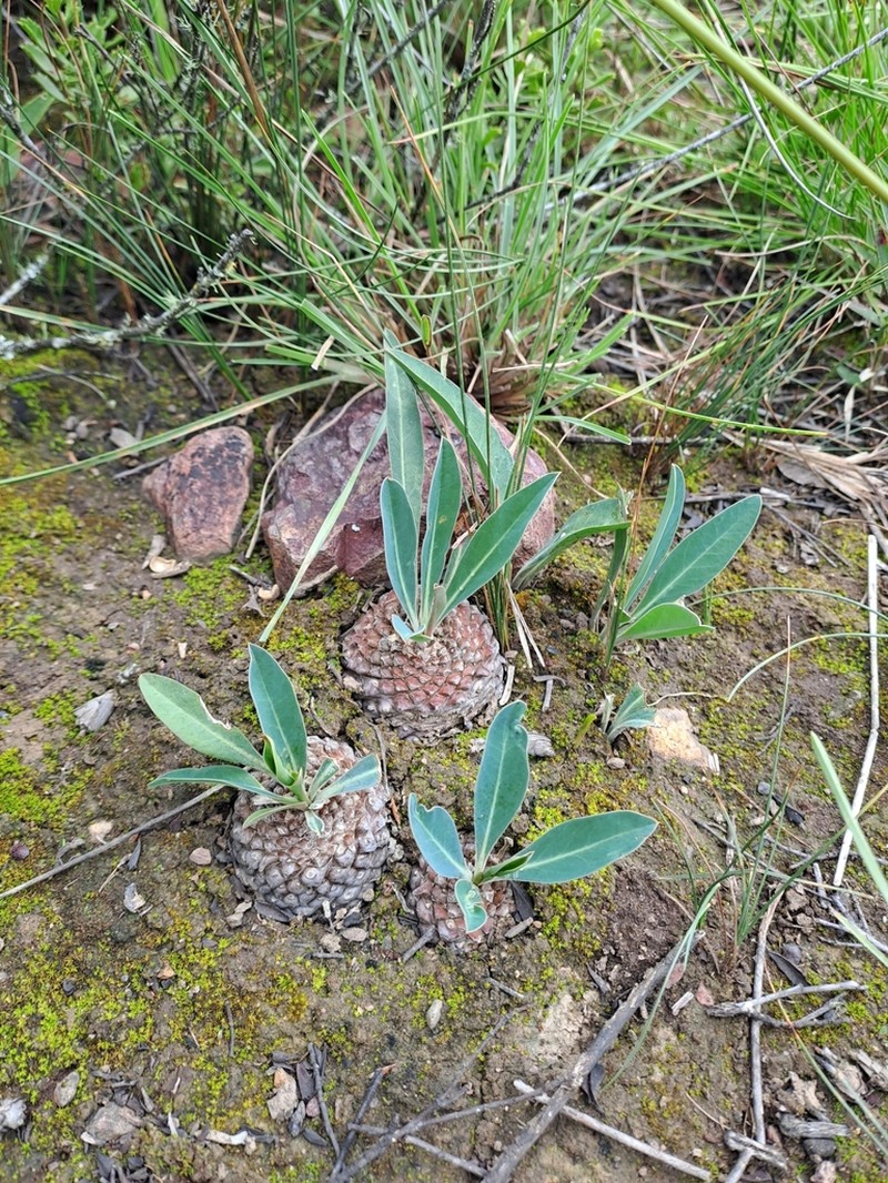 Euphorbia bupleurifolia photo 3