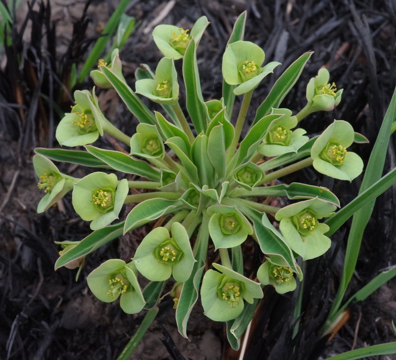 Euphorbia bupleurifolia photo 5