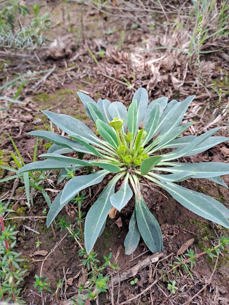 Euphorbia bupleurifolia photo 6