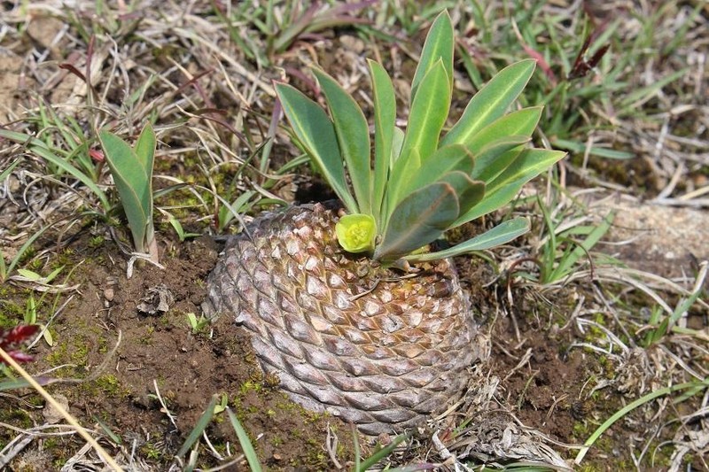 Euphorbia bupleurifolia photo 8
