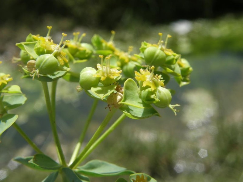Euphorbia bupleuroides