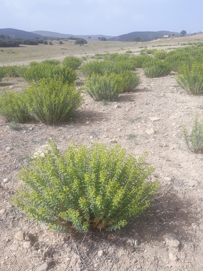 Euphorbia bupleuroides photo 2